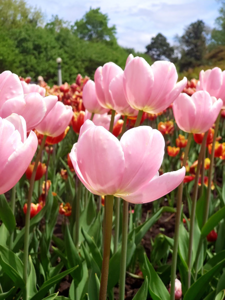 Tulipanes en Commissioners Park durante el Festival Canadiense de los Tulipanes