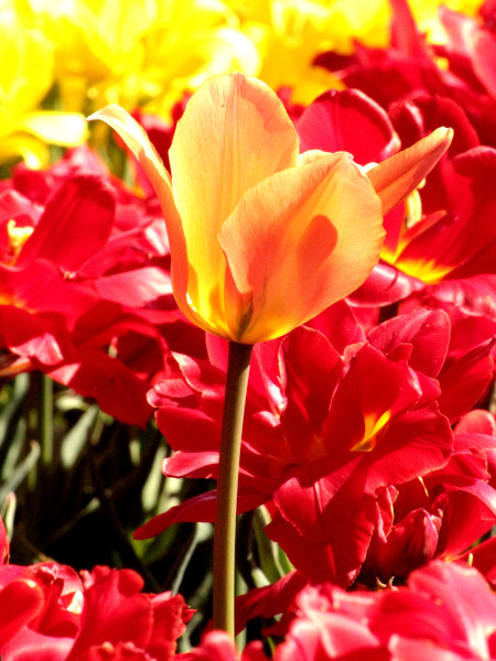 Tulipanes en Commissioners Park durante el Festival Canadiense de los Tulipanes