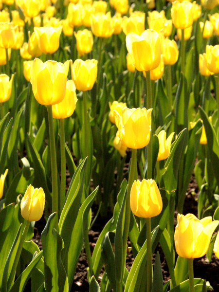Tulipanes en Commissioners Park durante el Festival Canadiense de los Tulipanes