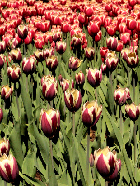 Tulipanes en Commissioners Park durante el Festival Canadiense de los Tulipanes