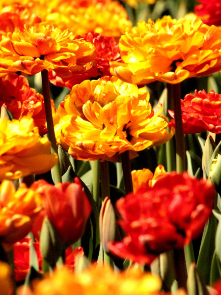 Tulipanes en Commissioners Park durante el Festival Canadiense de los Tulipanes