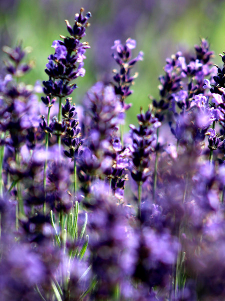 Flores de lavanda en Laveanne