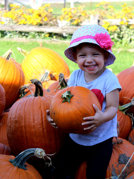 Recogida de calabazas en Pingle's Farm