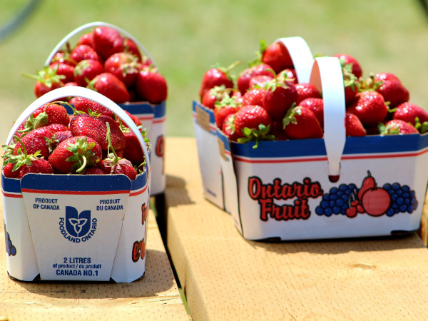 Cestas para la recolección de fresas de 2L