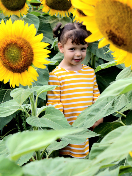 Campo de girasoles en Davis Feed and Farm Supply