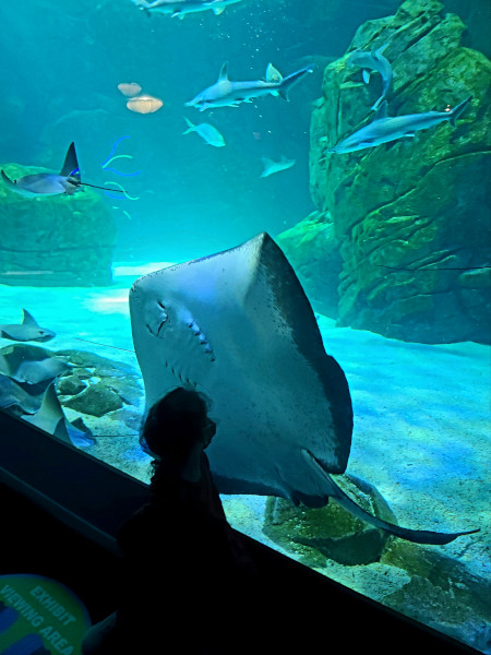 Bahía de las Mantarayas en el acuario de Toronto