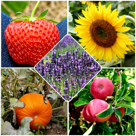 Fresas, girasoles, calabazas, manzanas y más