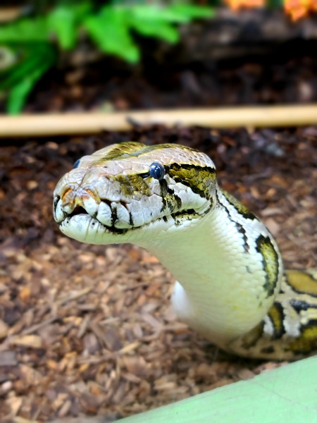 Serpiente en Reptilia Whitby