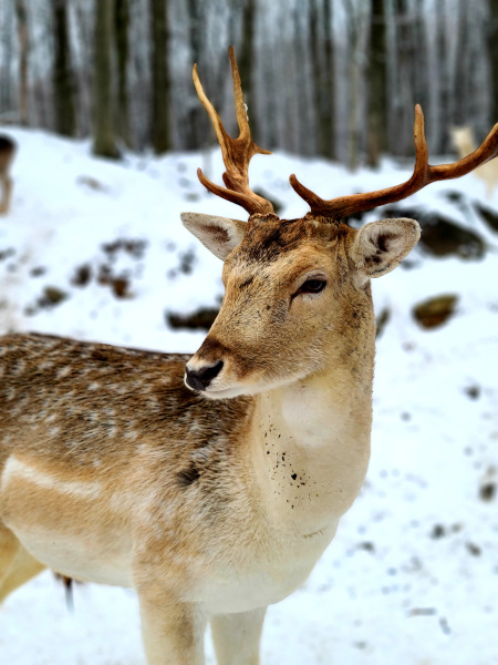 Venado en Omega Park
