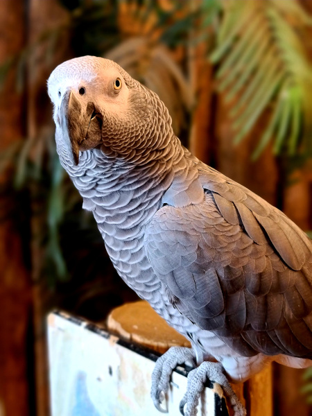 Loro en Bird Kingdom