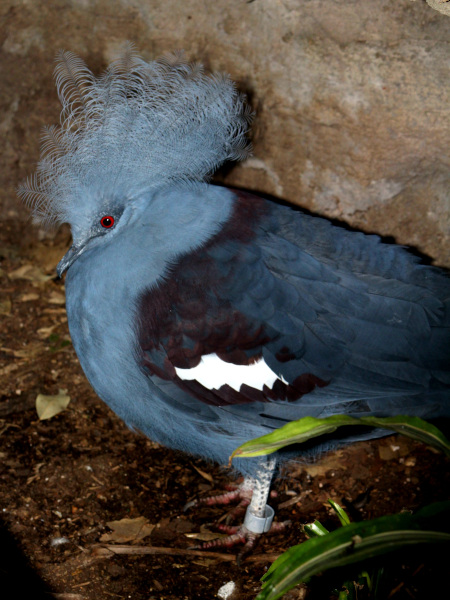 Paloma coronada azul en Bird Kingdom