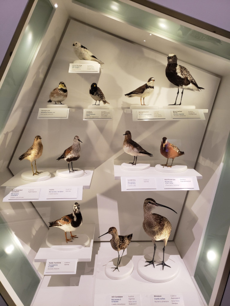 Exposición de aves en Pinery Provincial Park