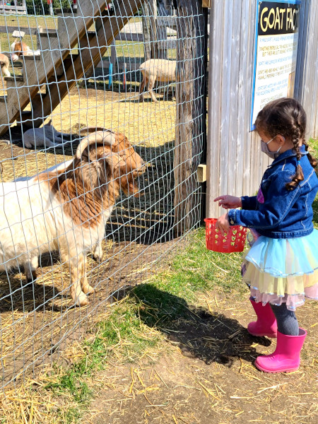 Animales de granja en Brooks Farm