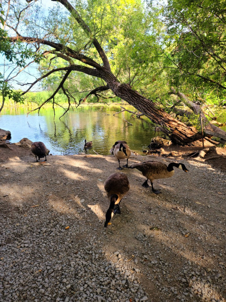 Punto de acceso al agua en Lynde Shores Conservation Area