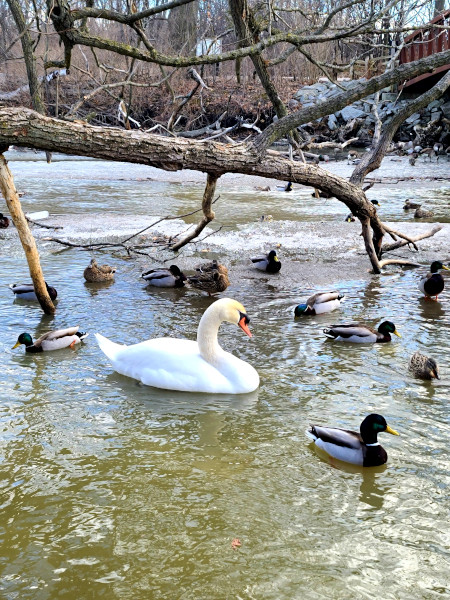 Cisne nadando en Lynde Shores Conservation Area