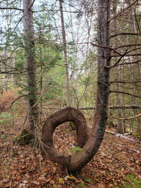 Árbol de Manguera contra Incendios