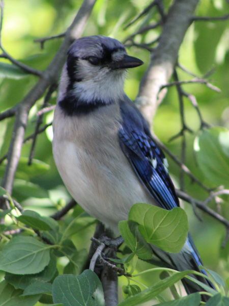 Blue Jay, ave que representa al equipo de beisbol de Toronto