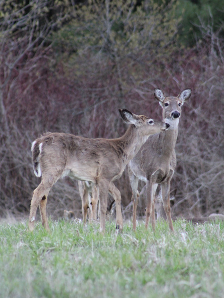 Venados en Lynde Shores Conservation Area