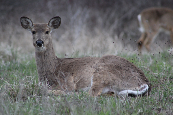 Venado descansando en la pradera
