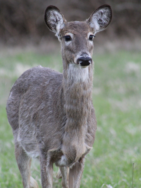 Venado en Lynde Shores Conservation Area