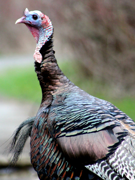 Pavo salvaje en Lynde Shores Conservation Area