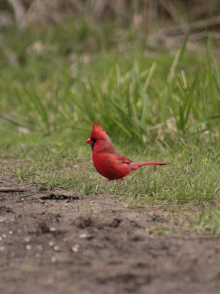Cardenal en LeVay's LaneTrail