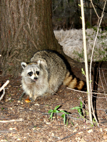 Mapache comiendo frutas