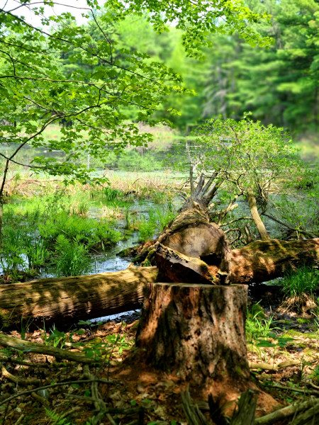 Beaver Trail en Foley Mountain Conservation Area