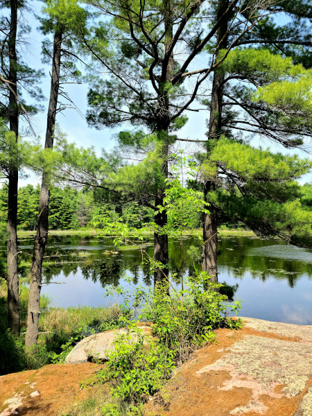 Beaver Pond en Foley Mountain Conservation Area