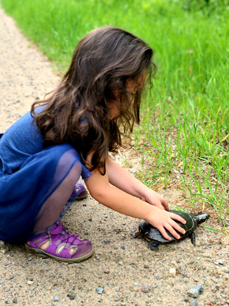 Ayudando a una tortuga a cruzar la calle