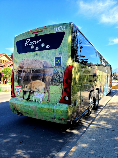 Todas las imágenes de la vida salvaje utilizada en los autobuses Roam son de animales que viven y deambulan por Bow Valley