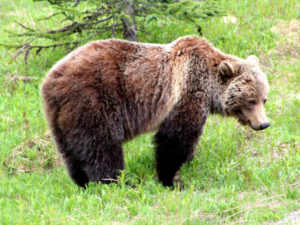 El oso grizzly se distingue del oso negro por la gran giba en su espalda