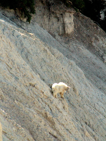 Cabra montesa en el Goats and Glaciers Lookout