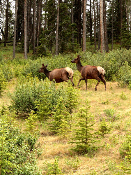 Ver animales salvajes en su hábitat natural es otra de las bellezas de usar el Rocky Mountain Legacy Trail