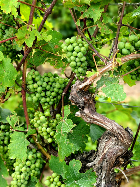 La región del Niágara es muy famosa por su gran cantidad de viñedos