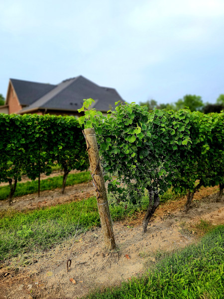 La región del Niágara cuenta con 28 viñedos, muchos de los cuales ofrecen excursiones y degustaciones 