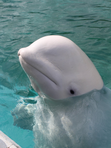 En Marineland tienes la oportunidad de alimentar belugas o ver nadar a las orcas